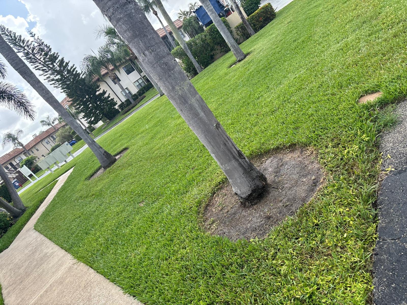Professional lawn maintenance